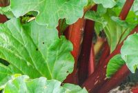 Rhubarb Growing to Preserving: Plant, Harvest, Cook & Store