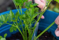 Harvesting Parsley: When and How to Cut Parsley from the Plant
