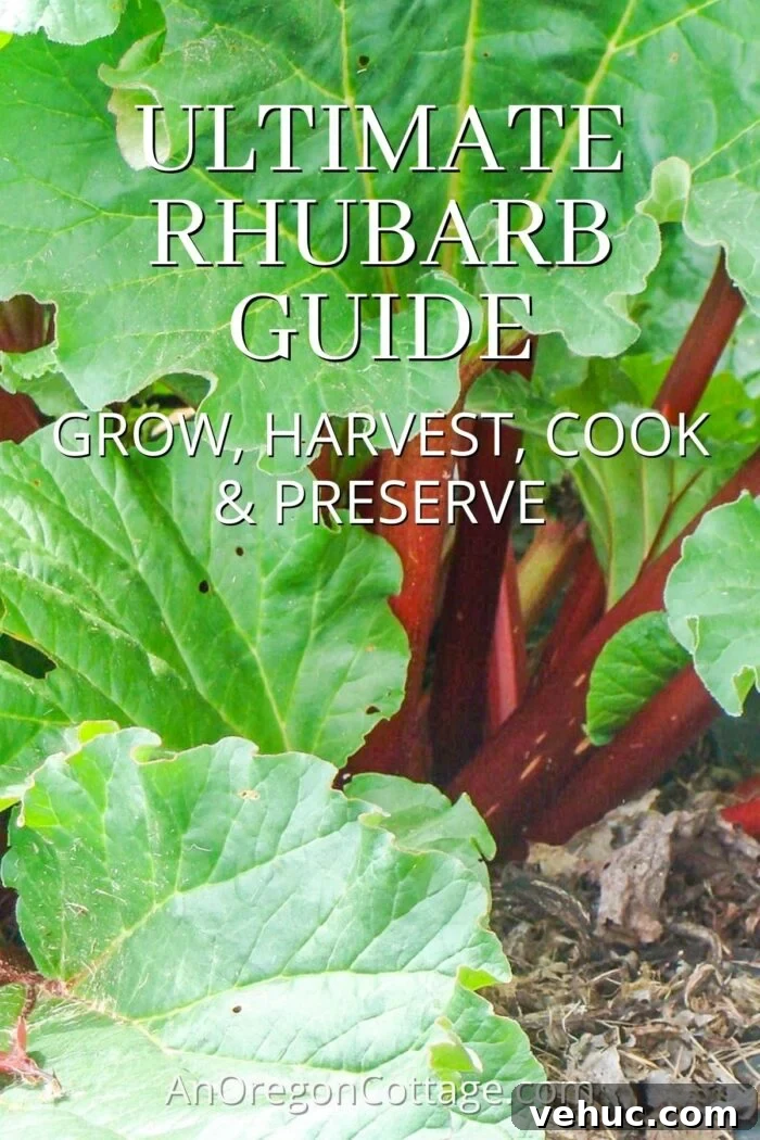 ultimate rhubarb guide lead image