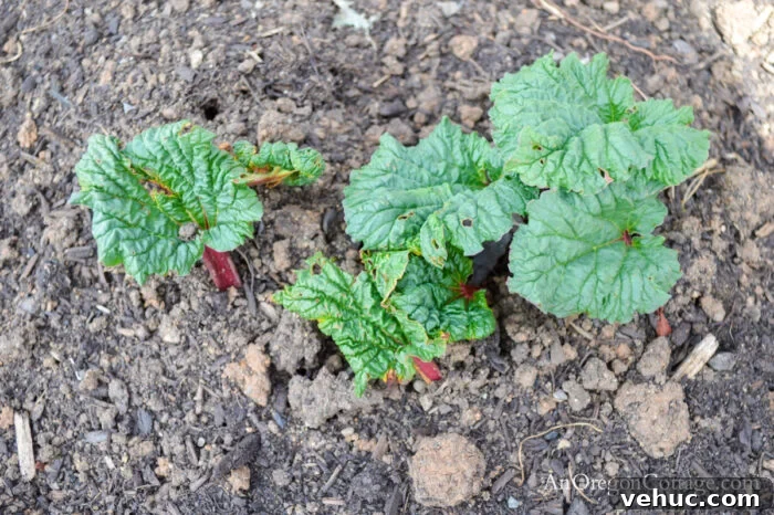 newly planted rhubarb