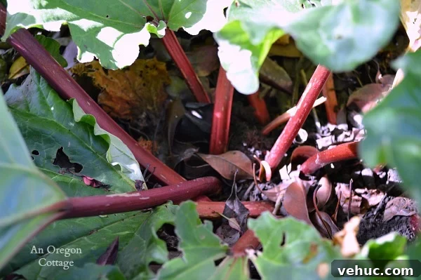 Rhubarb Growing Guide -Too Shaded Plant | An Oregon Cottage