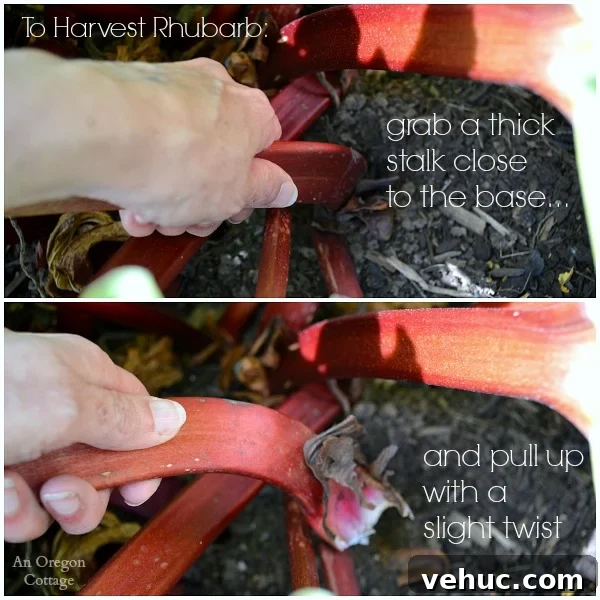 2 steps to harvest rhubarb 