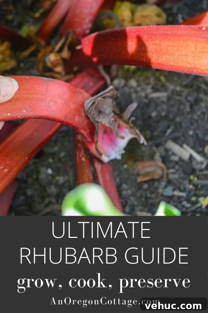 rhubarb guide-grow cook preserve image
