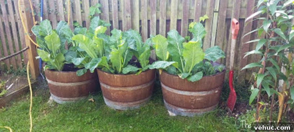 Garden Makeover Ideas: Transform Your Outdoor Space Quickly 5 garden makeover 005
