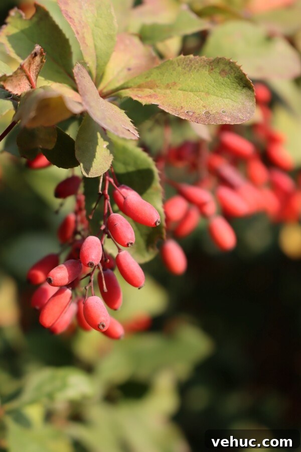 Barberry Jam Recipe: How to Make Tangy Iranian Zereshk Jam 3 Barberry Fruit Clusters