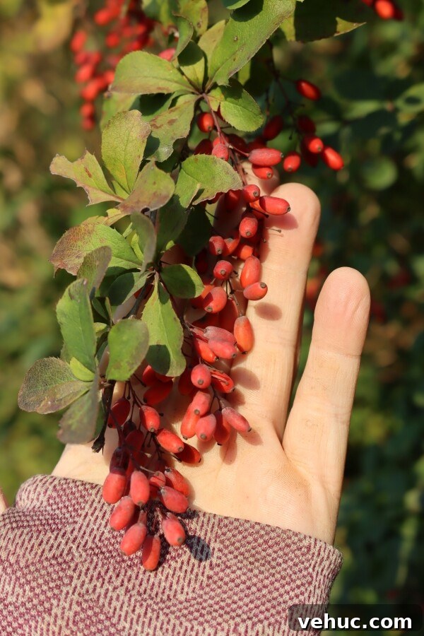 Barberry Jam Recipe: How to Make Tangy Iranian Zereshk Jam 4 img 22659 3 1