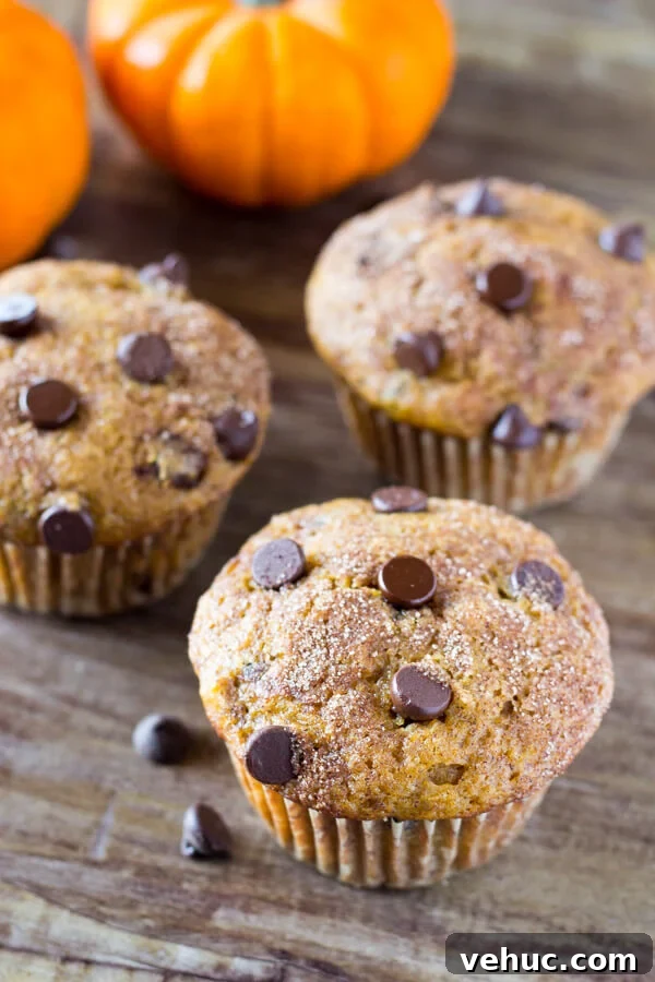 Pumpkin Chocolate Chip Muffins Recipe for Moist Fall Baking 3 Filled with cinnamon, nutmeg, vanilla, a healthy dose of pumpkin and chocolate chips - these super moist Pumpkin Chocolate Chip Muffins are a must for your fall baking!