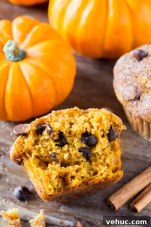 Pumpkin Chocolate Chip Muffins Recipe for Moist Fall Baking 4 Filled with cinnamon, nutmeg, vanilla, a healthy dose of pumpkin and chocolate chips - these super moist Pumpkin Chocolate Chip Muffins are a must for your fall baking!