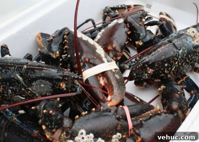 Lobster Week in Rockland, Maine: 7-Day Coastal Itinerary 4 Lobsters ready for transport