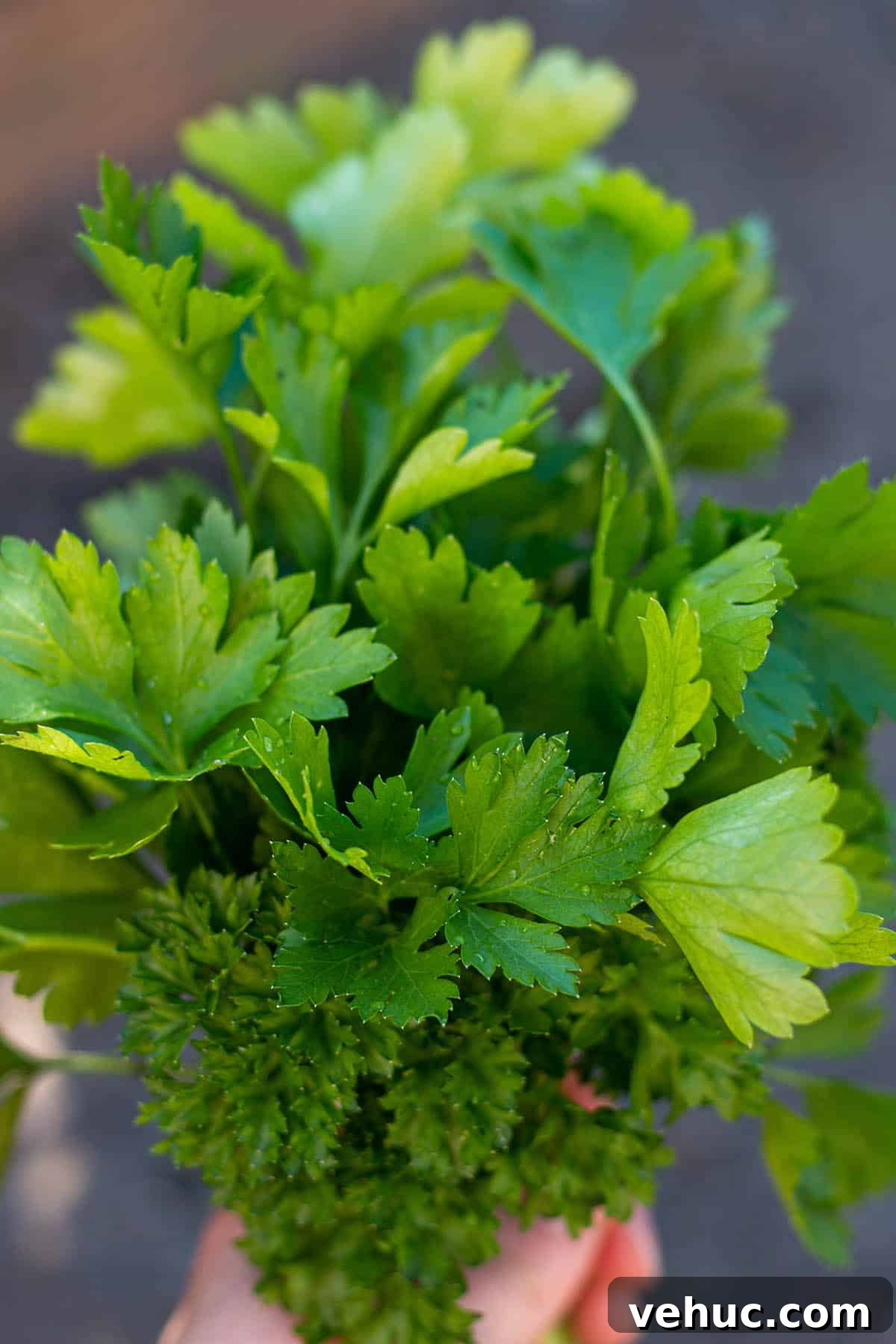 Harvesting Parsley: When and How to Cut Parsley from the Plant 2 A bundle of flat and curly parsley.