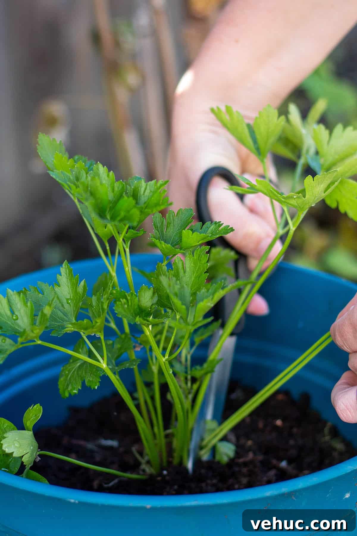 Harvesting Parsley: When and How to Cut Parsley from the Plant 3 Two hands with scissors cutting parsley stalks from the plant.