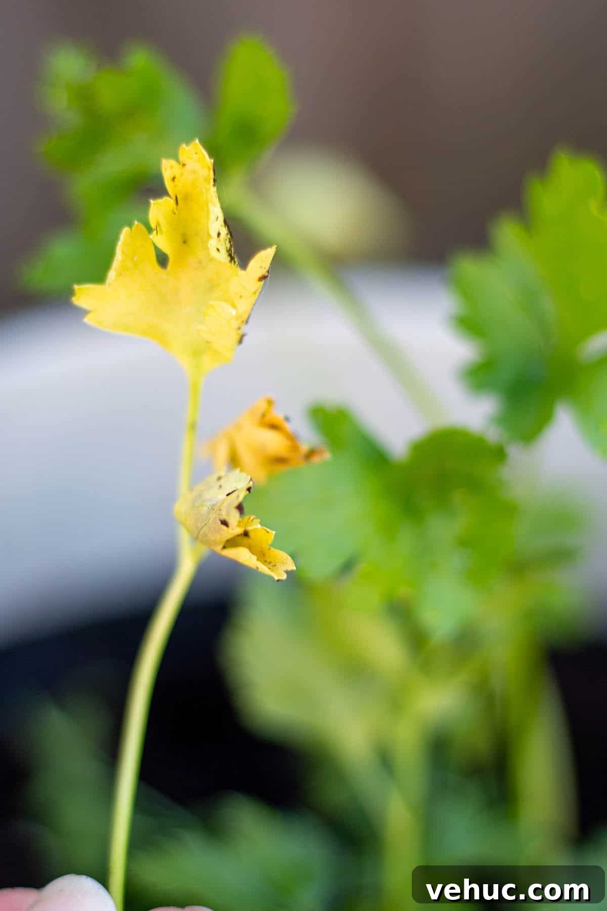 Harvesting Parsley: When and How to Cut Parsley from the Plant 4 Parsley leaves that have turned yellow and no longer good.