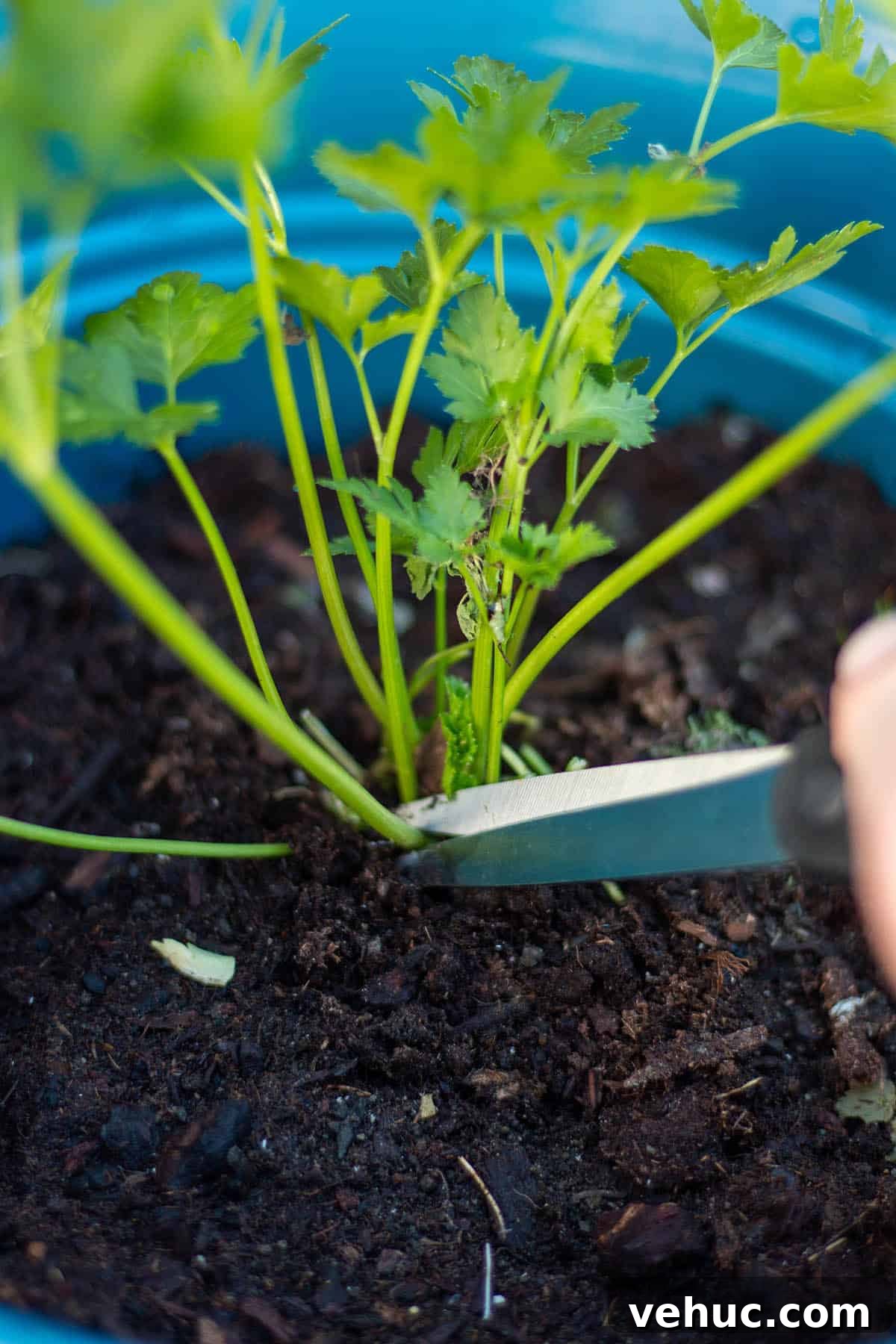 Harvesting Parsley: When and How to Cut Parsley from the Plant 5 A pair of scissors cutting the bottom of a parsley stalk