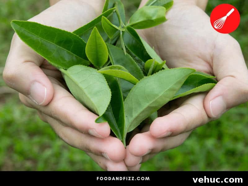 Tea leaves can either be hand-plucked or machine-plucked. Hand-plucking is the slower method, but results in tea leaves that retain their natural sweetness and flavors until steeped and brewed.